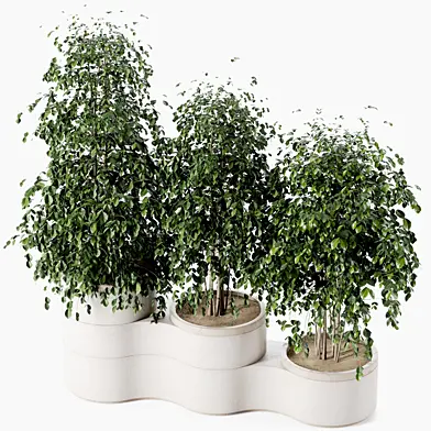Indoor plant   In Rusty concrete pot  set-94