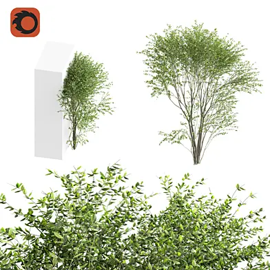 Wall Tree