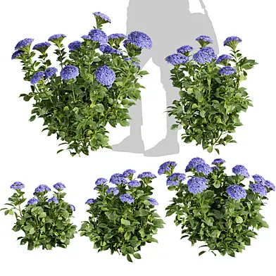 Collection plant vol 563 - shurb - Hydrangea - Macrophylla