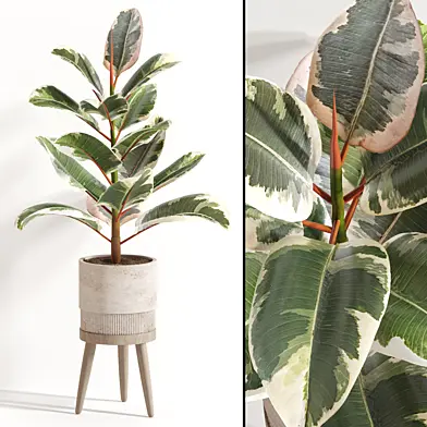 Indoor Plant Set 058