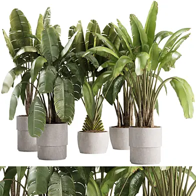 indoor plants - 36 plant collections in pot
