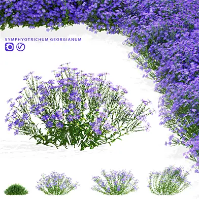 Астра Джорджия цветы | Symphyotrichum georgianum