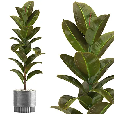 indoor plant set039