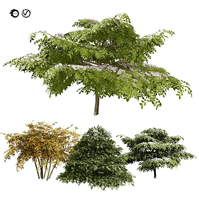 3 Season pagoda dogwood Shrub