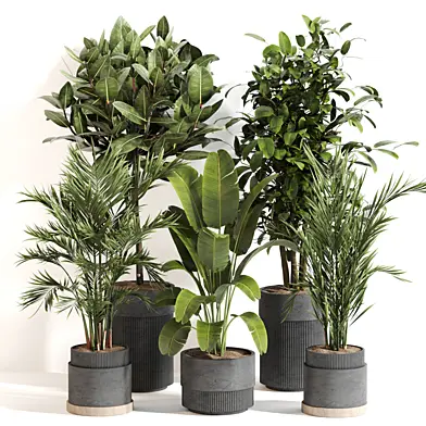 Indoor Plant Set 066