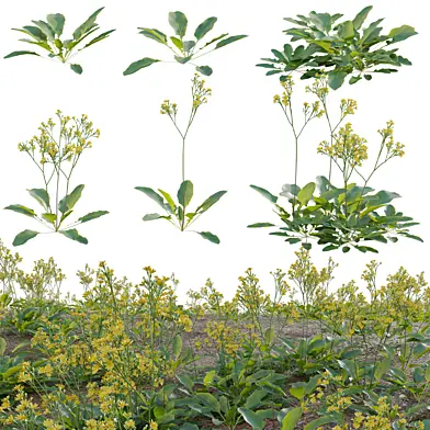 Youngia japonica