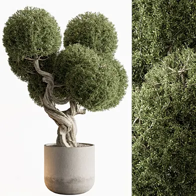Indoor Plant 687 -Topiary Ball