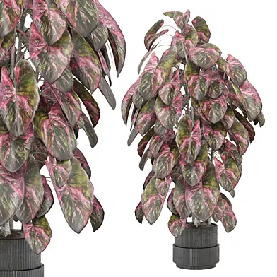 indoor Plants Collection - Set 1234