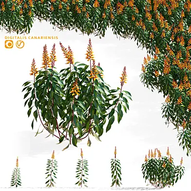 Наперстянка канарская цветы | Digitalis canariensis
