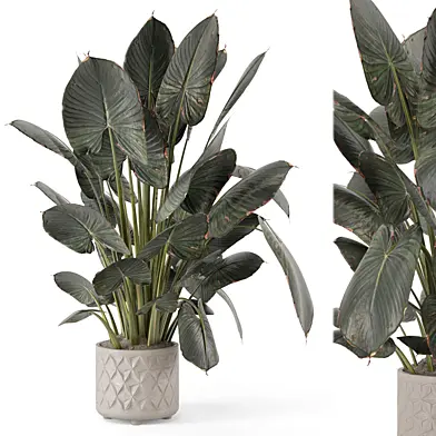 Indoor Plant in Ferm Living Bau Pot Large - Set 2082