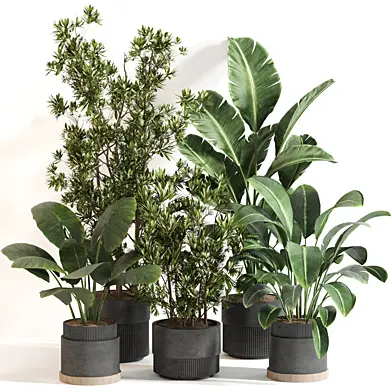 Indoor Plant