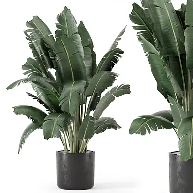 Indoor Plants  in Rusty Concrete Pot - Set 2084