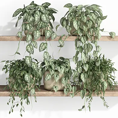 plants on shelf 22