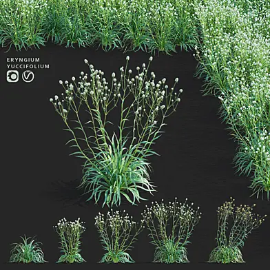 Cинеголовник юкколистный цветы | Eryngium yuccifolium