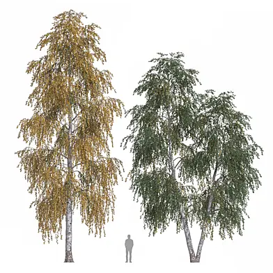 Берёза плакучая 3 Betula pendula 3)
