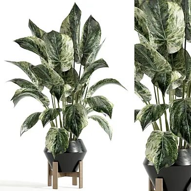 indoor plant 188