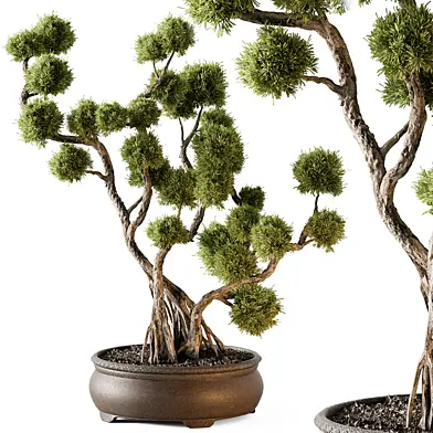 Indoor Plant 705 - Bonsai Plant