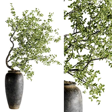 Indoor Bonsai Plants 42