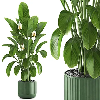 indoor plant set046