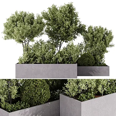 Outdoor Plants - 5 Plants in box