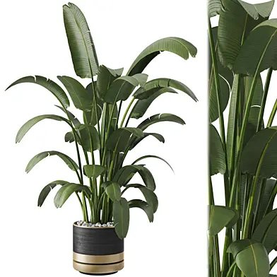 Indoor Plant 66
