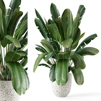 Indoor Plant  in Handmade Terrazzo Pot - Set 2137
