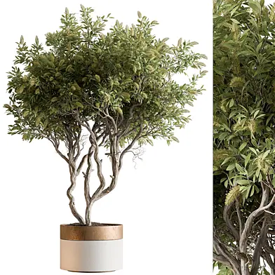 Indoor Plant 717 - Tree in Pot