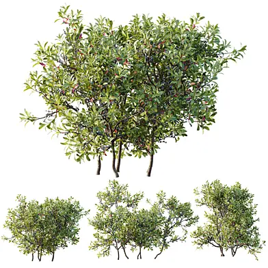 HQ Plants Myrica Morella Pensylvanica Bayberry Candleberry Northern Fruit