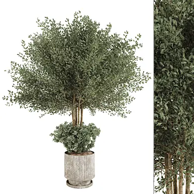 Indoor Plant in Pottery Pot