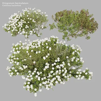 Eriogonum fasciculatum