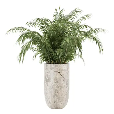 Indoor Cycas Revoluta plant