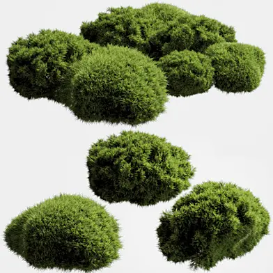 bush outdoor grass 050