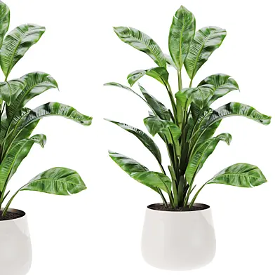 Plants set 82