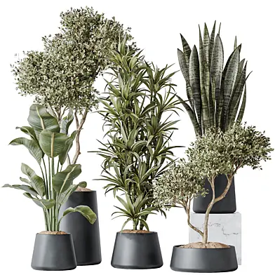 Indoor plants set 84 Olive Tree and ParadiseBird and Lemon Lime Dragon and Green Sansevieria