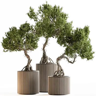 Indoor Plant 744 - Bonsai Set