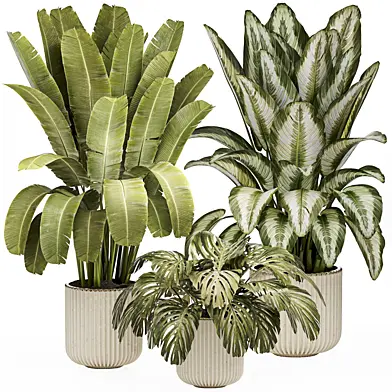 Indoor plant 02