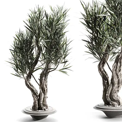 Branches in vases 91