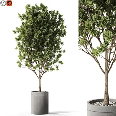 Plants collection 1096