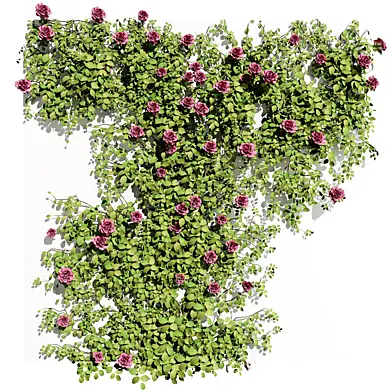 Rose Ivy Wall
