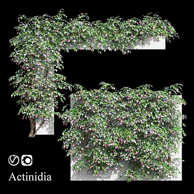 Актинидия лиана (Actinidia vine)