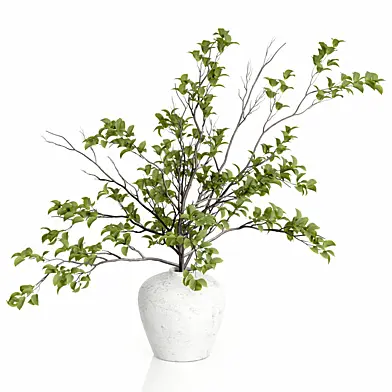 Decorative Plants 37