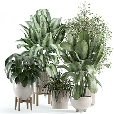 indoor plant 246