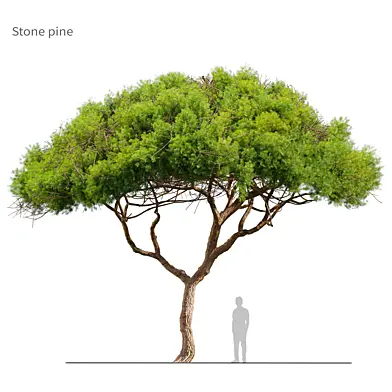Stone pine 06