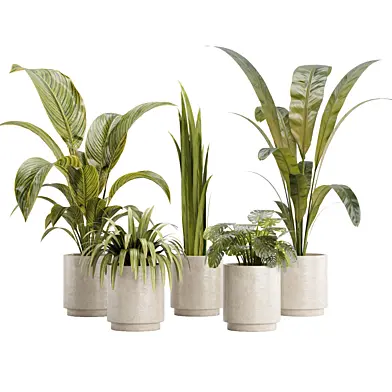 Indoor Plant set 03