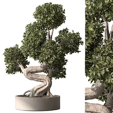 Indoor Plant 755 - Bonsai Set