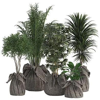 Indoor Plant Set 01