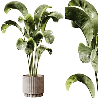 Indoor plants 95 -  Plant in pot