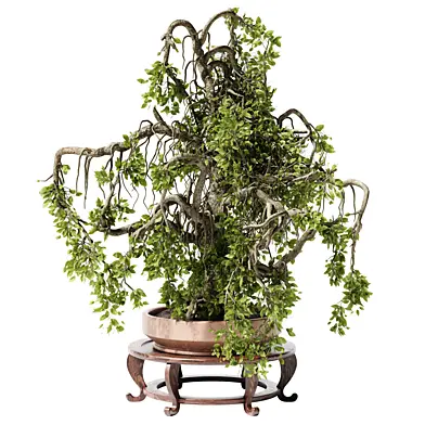 Indoor Plant 25 Bonsai