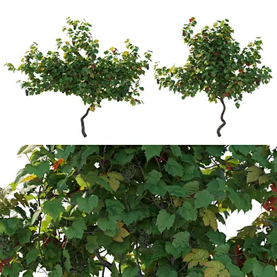 Vines Grapes 05