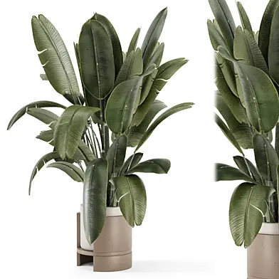 Indoor Plants  in Handmade Metal Pot - Set 2359